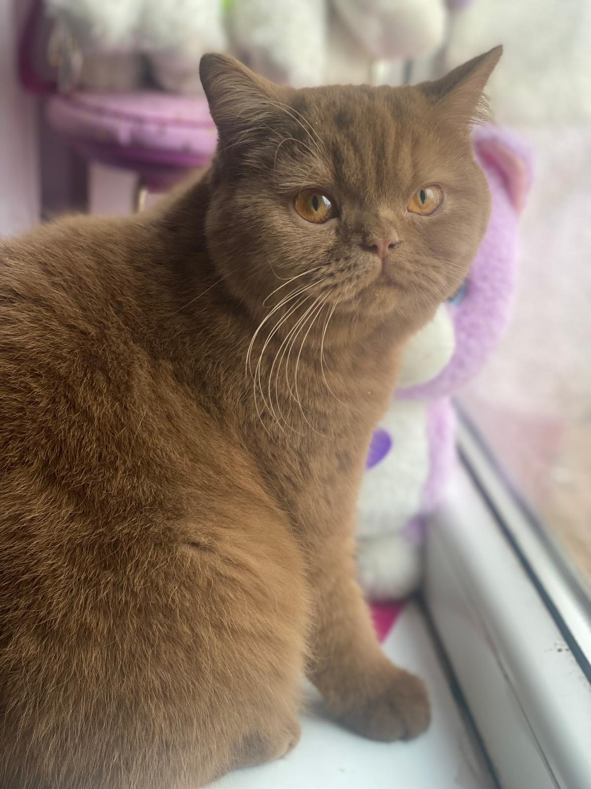 Cocheta Katsy Amoris